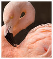 Pink Beauty