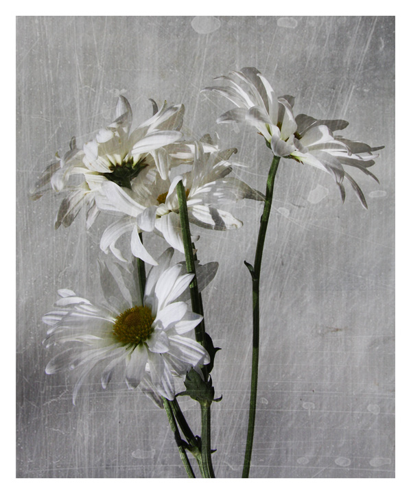 Daisies