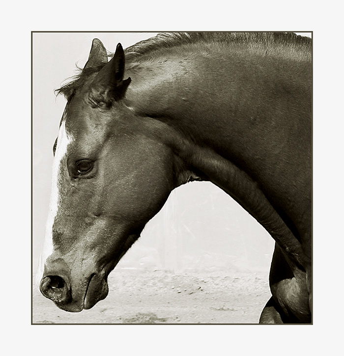 Me, A Horse