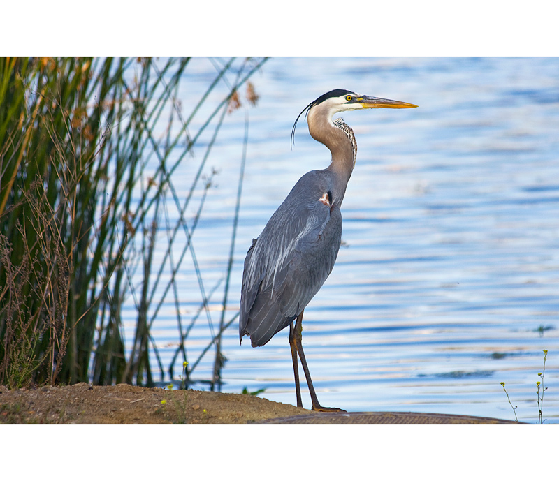 Blue Heron