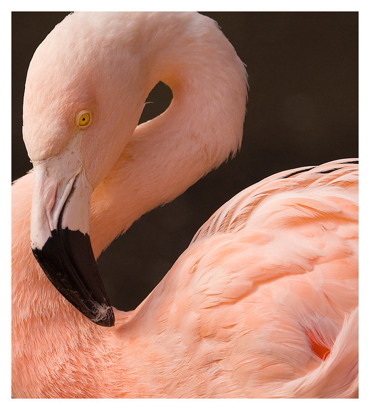 Pink Beauty