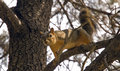 Mr. Squirrel