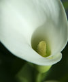 Calla Lily