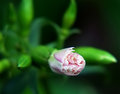 Flower4.jpg
