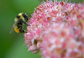 Bee4.jpg