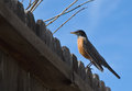 Robin