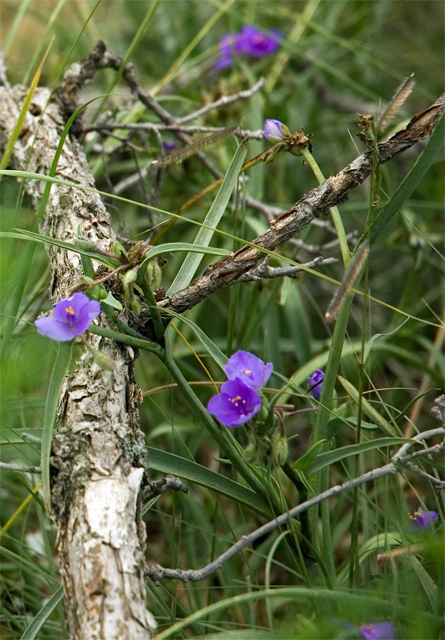 Flower.jpg
