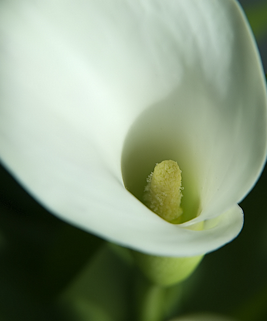 Calla Lily