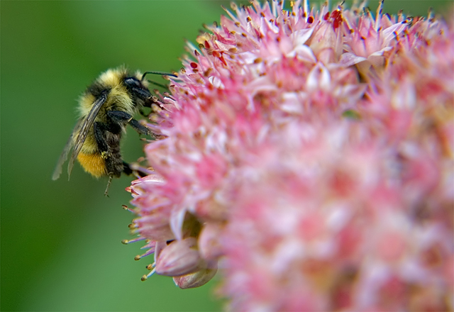 Bee4.jpg