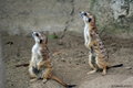 Meerkats