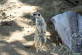 Meerkat