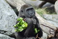 Young Silverback