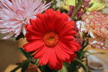 Red Flower