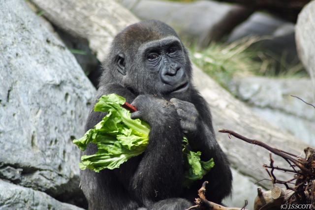 Young Silverback