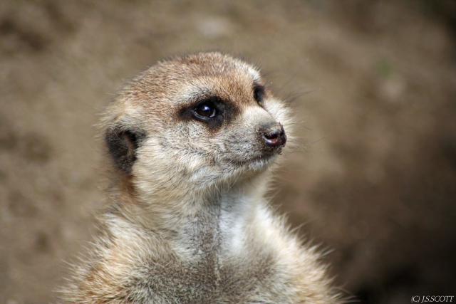 Meerkat (Alpha Female)