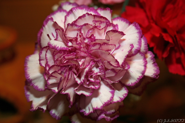 Carnation