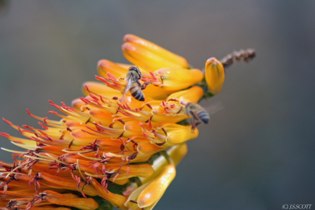 Flower w/Bees