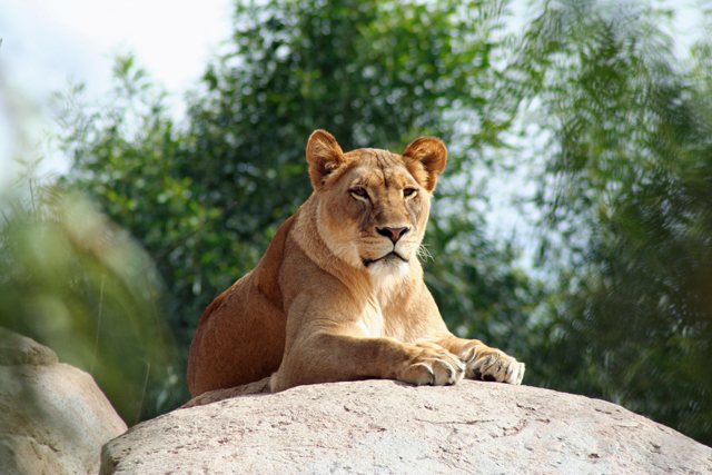 Lady in Waiting
