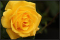 Yellow-Rose.jpg
