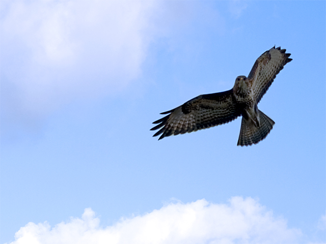 The Kestrel