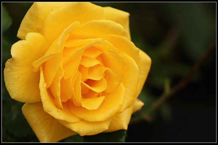 Yellow-Rose.jpg