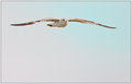 bird_3054.jpg
