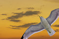 seagull_replaced_sky_3542.jpg