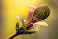 spring_backyard_2008.jpg