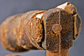 macro_8715.jpg