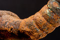 macro_8718.jpg