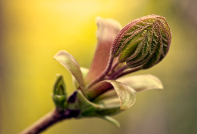 spring_backyard_2008.jpg