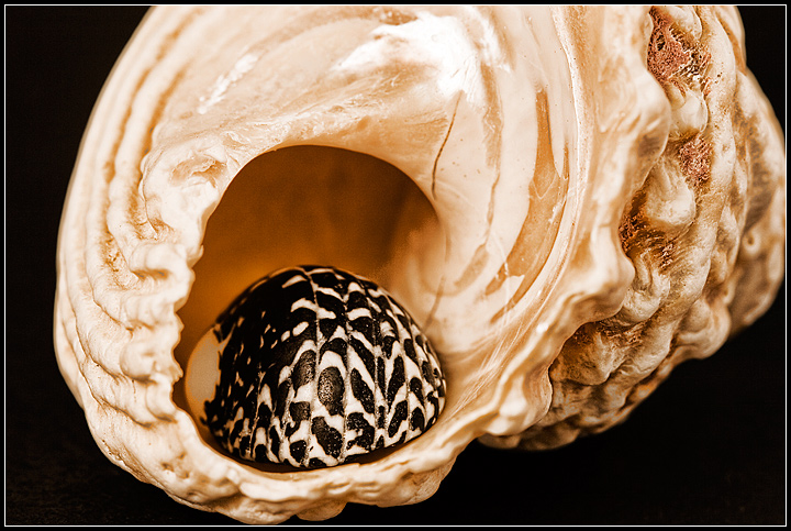 macro_8468.jpg