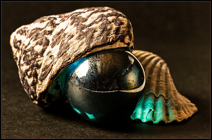 macro_8469.jpg