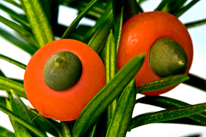 macro_8698.jpg