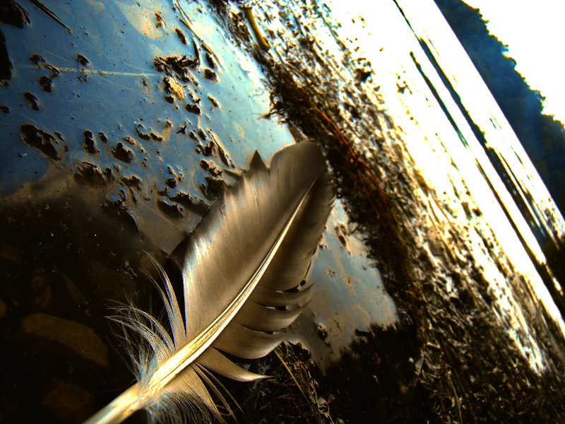 Feather
