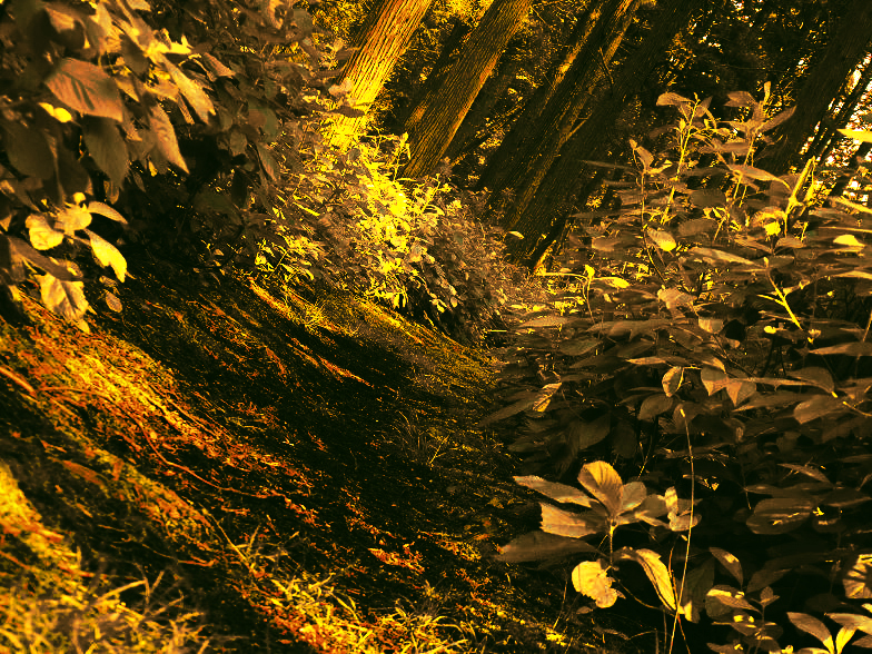 the trail