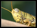 Grasshopper