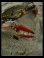 Crab