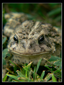 Froggy 001