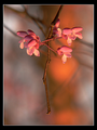 Flower Buds