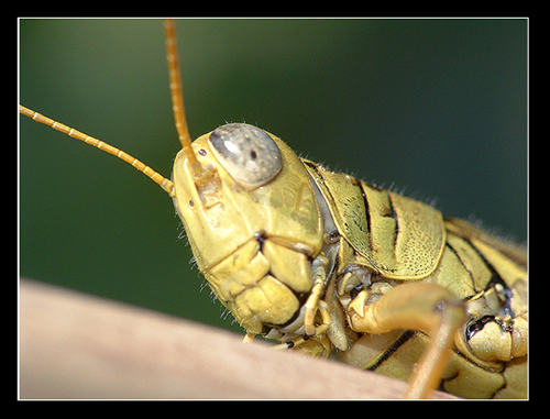 Grasshopper