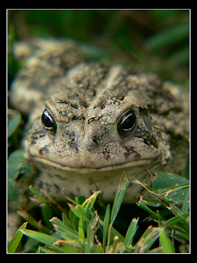 Froggy 001