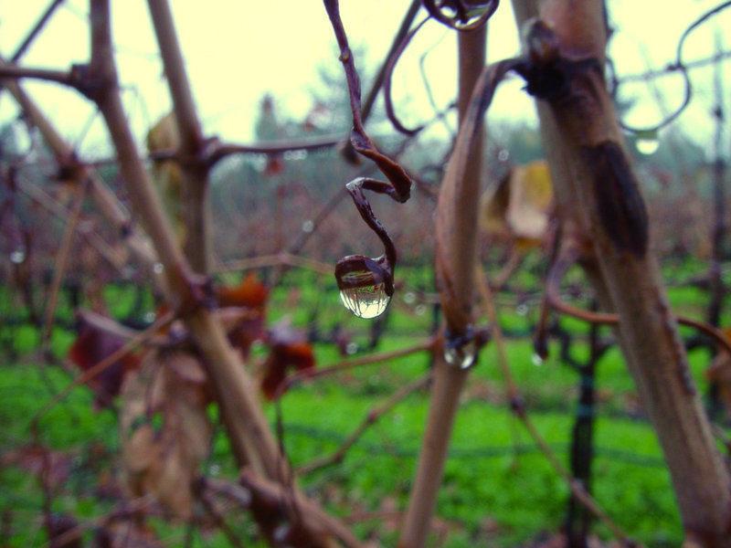vineyard 2a.jpg
