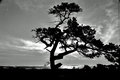 Through tree and Seguin, Popham, Me1_edited-1.jpg
