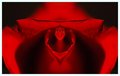 Red Rose