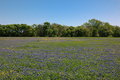 Wild Flowers