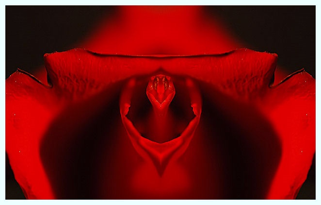 Red Rose