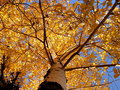 An Upwards Glance