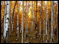 Golden Woodland