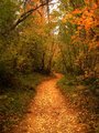Autumn Dreams Vertical